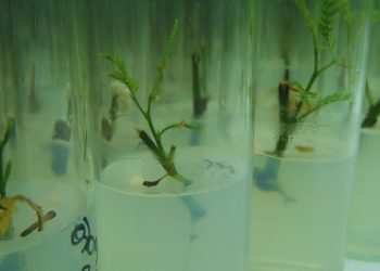 Con biotecnología buscan conservar el algarrobo blanco