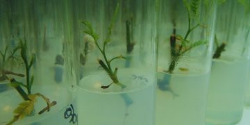 Con biotecnología buscan conservar el algarrobo blanco