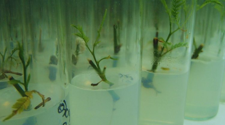 Con biotecnología buscan conservar el algarrobo blanco