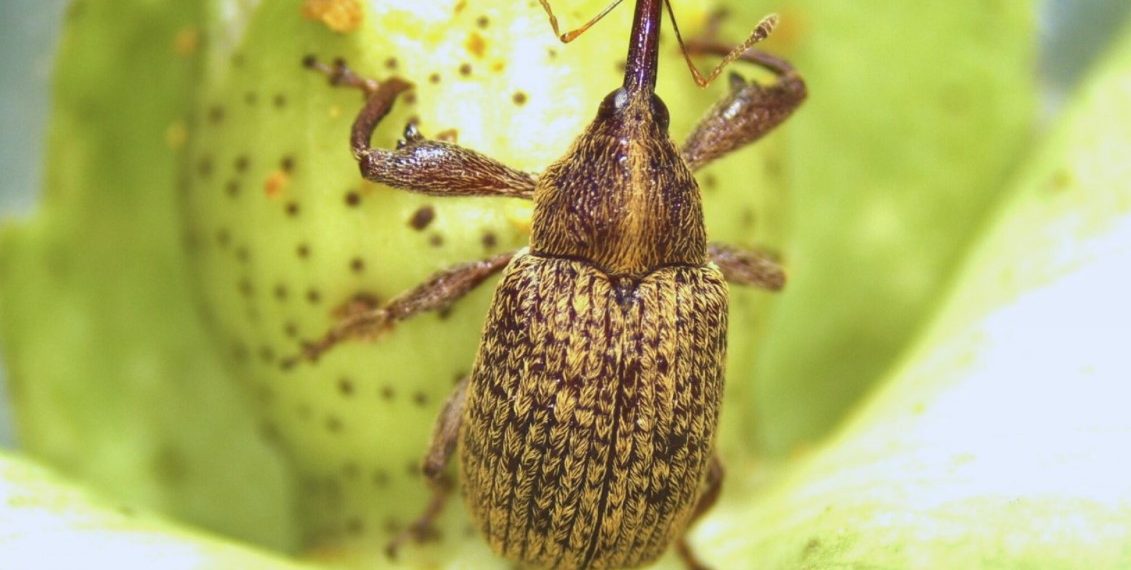 Estudian al picudo algodonero para mejorar su control