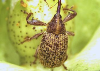 Estudian al picudo algodonero para mejorar su control