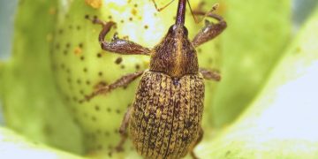 Estudian al picudo algodonero para mejorar su control