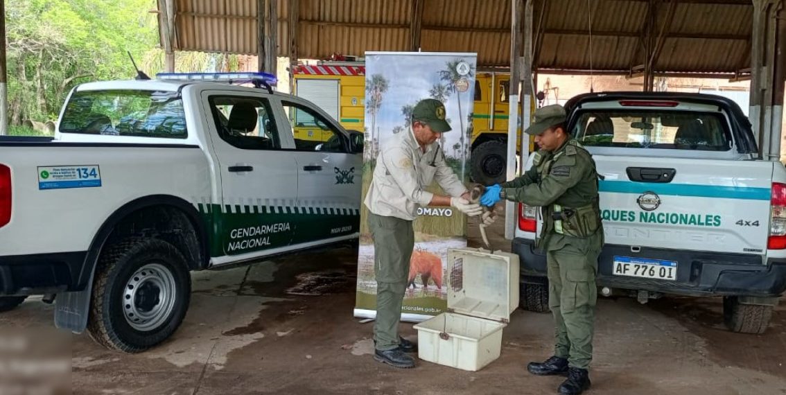 GN rescató y resguardó a un mono carayá que deambulaba sobre la Ruta Nacional N° 11