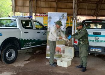 GN rescató y resguardó a un mono carayá que deambulaba sobre la Ruta Nacional N° 11