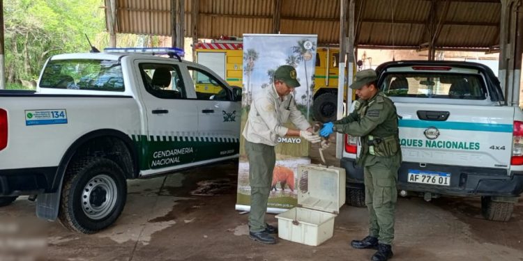 GN rescató y resguardó a un mono carayá que deambulaba sobre la Ruta Nacional N° 11