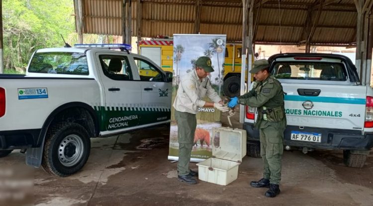 GN rescató y resguardó a un mono carayá que deambulaba sobre la Ruta Nacional N° 11