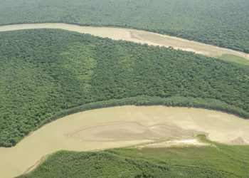 Otro ataque a un yaguareté en El Impenetrable