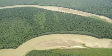 Otro ataque a un yaguareté en El Impenetrable