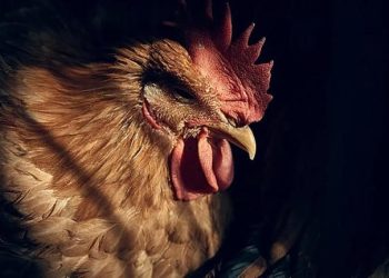 La gripe aviar H5N5 ha infectado por primera vez a seres humanos: primera muerte en el mundo