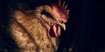 La gripe aviar H5N5 ha infectado por primera vez a seres humanos: primera muerte en el mundo