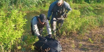 Hallan más de 11 kilos de cogollos de marihuana en un bolso de mano