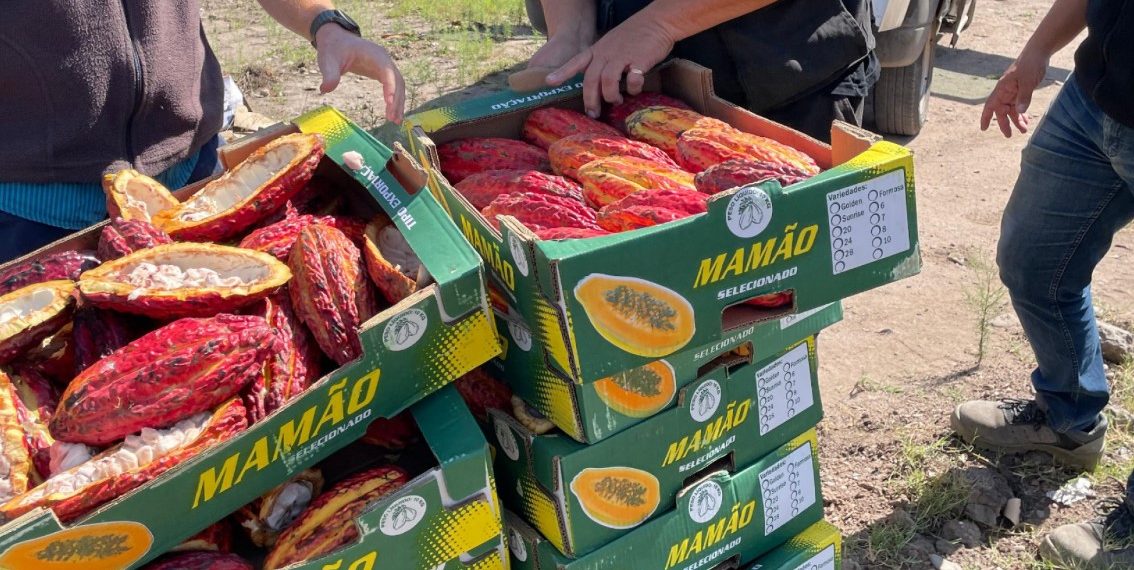 SENASA evitó el comercio de más de 100 kilos de frutos de cacao: un producto no autorizado que venden en Formosa