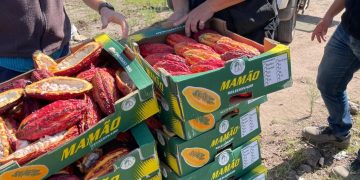 SENASA evitó el comercio de más de 100 kilos de frutos de cacao: un producto no autorizado que venden en Formosa