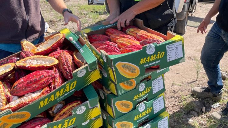 SENASA evitó el comercio de más de 100 kilos de frutos de cacao: un producto no autorizado que venden en Formosa