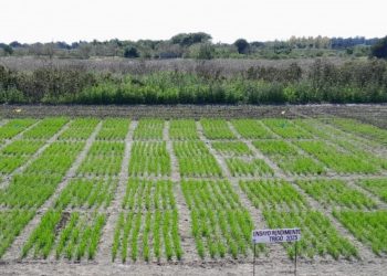 Exitosa cosecha de trigo en el INTA de Laguna Naineck ciclo 2025 2026
