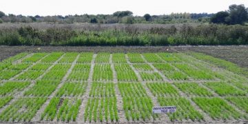 Exitosa cosecha de trigo en el INTA de Laguna Naineck ciclo 2025 2026