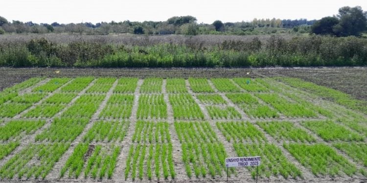 Exitosa cosecha de trigo en el INTA de Laguna Naineck ciclo 2025 2026