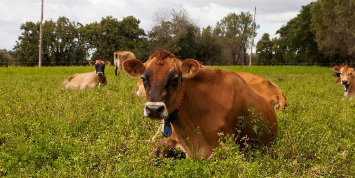 Amplían las opciones para el manejo y prevención de la brucelosis bovina