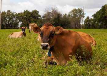 Amplían las opciones para el manejo y prevención de la brucelosis bovina