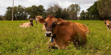 Amplían las opciones para el manejo y prevención de la brucelosis bovina