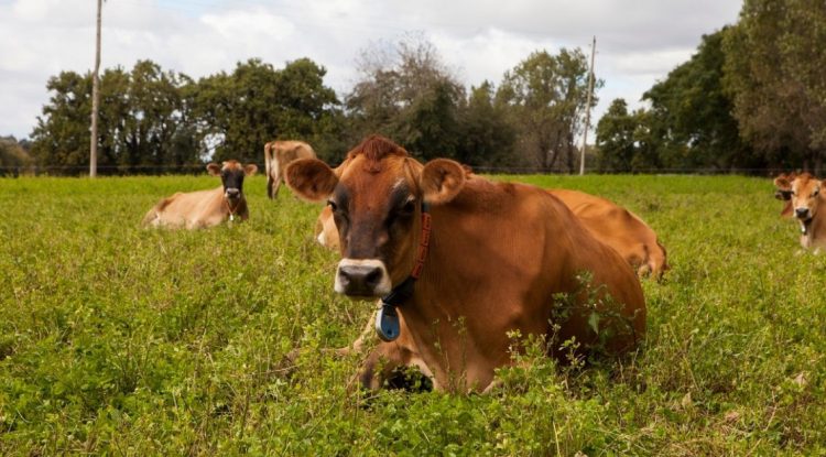 Amplían las opciones para el manejo y prevención de la brucelosis bovina