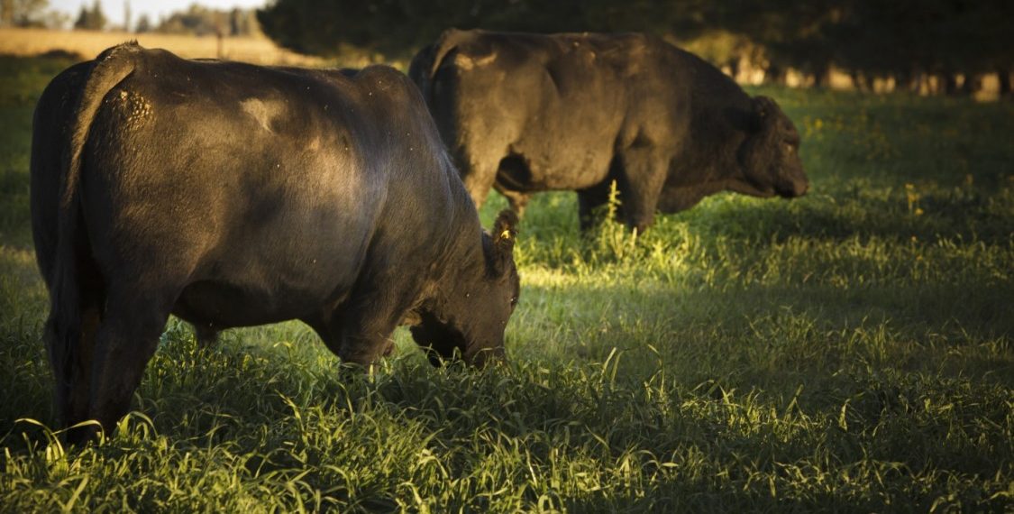 Difunden medidas de prevención contra los efectos del estrés calórico en animales de producción pecuaria