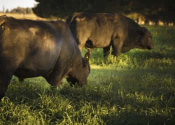 Difunden medidas de prevención contra los efectos del estrés calórico en animales de producción pecuaria