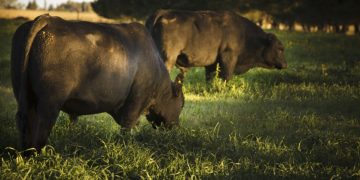 Difunden medidas de prevención contra los efectos del estrés calórico en animales de producción pecuaria