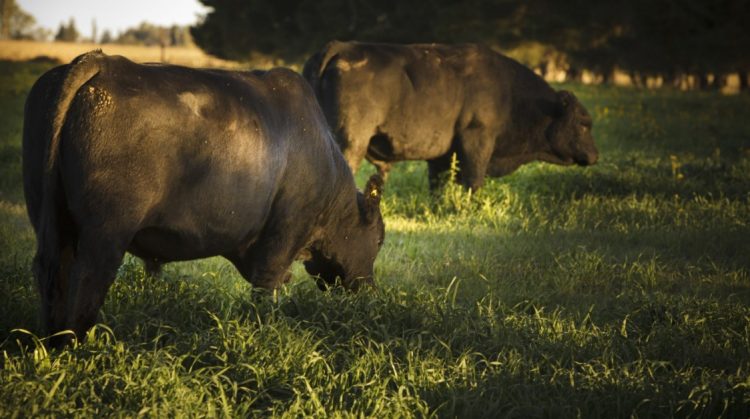 Difunden medidas de prevención contra los efectos del estrés calórico en animales de producción pecuaria