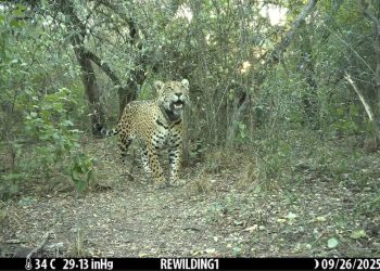 Se cumplen dos meses de la desaparición de Acaí: ni una sola persona aportó datos, a pesar de la recompensa millonaria