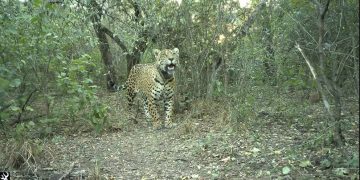 Se cumplen dos meses de la desaparición de Acaí: ni una sola persona aportó datos, a pesar de la recompensa millonaria