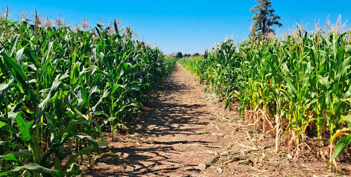 Concretaron dos jornadas técnicas de evaluación de híbridos de maíz en Formosa