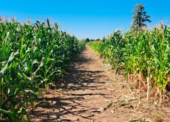 Concretaron dos jornadas técnicas de evaluación de híbridos de maíz en Formosa