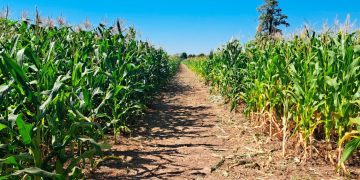 Concretaron dos jornadas técnicas de evaluación de híbridos de maíz en Formosa