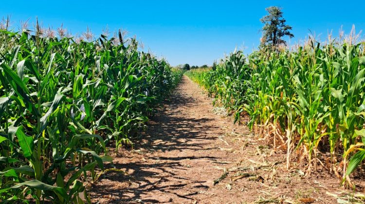 Concretaron dos jornadas técnicas de evaluación de híbridos de maíz en Formosa