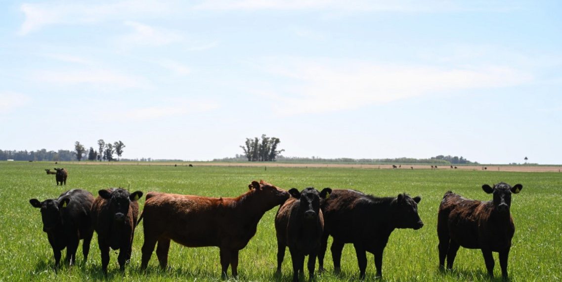 SENASA dio a conocer el calendario de vacunación 2026 para las campañas contra la fiebre aftosa