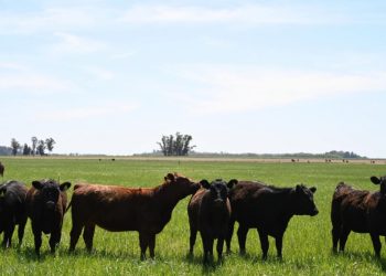 SENASA dio a conocer el calendario de vacunación 2026 para las campañas contra la fiebre aftosa
