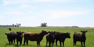 SENASA dio a conocer el calendario de vacunación 2026 para las campañas contra la fiebre aftosa
