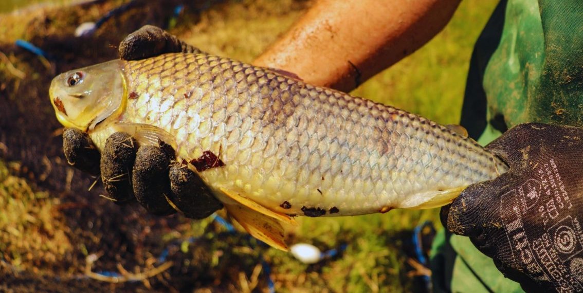 La boga, una especie clave para el desarrollo acuícola nacional