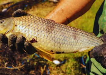 La boga, una especie clave para el desarrollo acuícola nacional