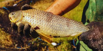 La boga, una especie clave para el desarrollo acuícola nacional