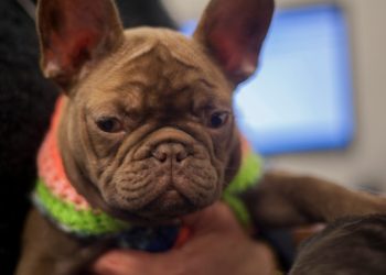 Cuáles son los documentos fundamentales para ingresar a la Argentina con perros y gatos