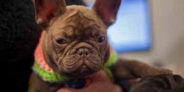 Cuáles son los documentos fundamentales para ingresar a la Argentina con perros y gatos