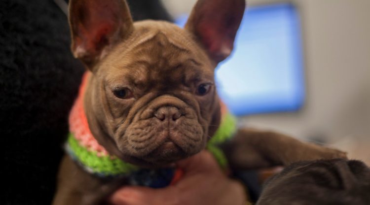 Cuáles son los documentos fundamentales para ingresar a la Argentina con perros y gatos