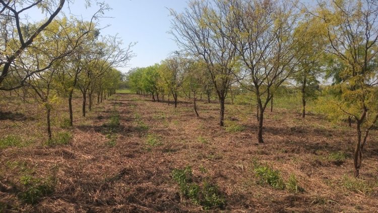 Ensayo de algarrobos nativos en Laguna Naineck