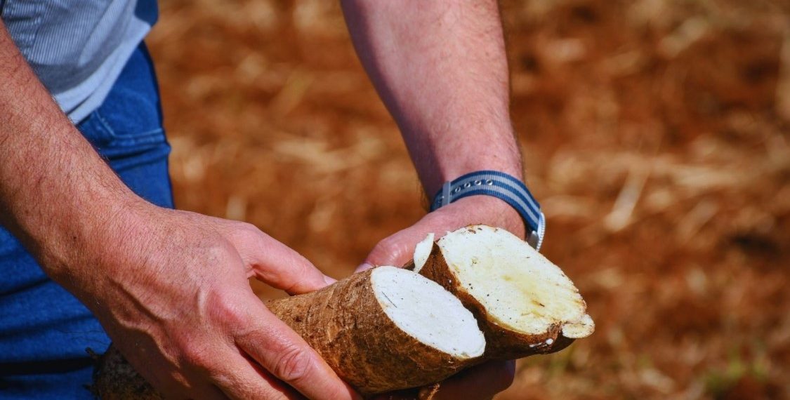 El INTA desarrolla cultivares de mandioca para el consumo y la industria