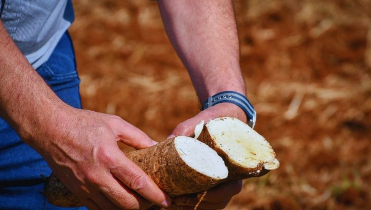 El INTA desarrolla cultivares de mandioca para el consumo y la industria