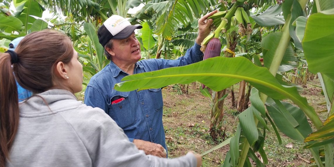 Impulsan el control biológico en cultivos de banana en el norte de Formosa