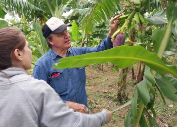 Impulsan el control biológico en cultivos de banana en el norte de Formosa