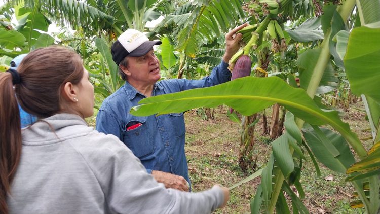 Impulsan el control biológico en cultivos de banana en el norte de Formosa